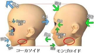 頭長幅指数 長頭型 中頭型 短頭型 あなたはどれ 欧米型 韓国型 日本型 Multilingirl